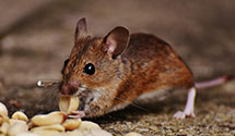 24 Hour & Emergency Exterminators in West Liberty, WV